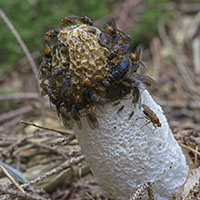 Phallus impudicus